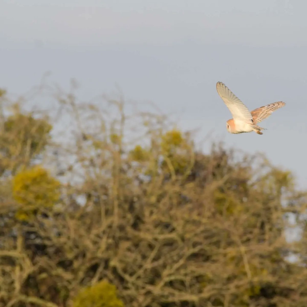 BarnyGas's tweet photo. Barn Owl
#wildlifephotography
#twitternaturecommunity
#barnowl
#naturephotography https://t.co/k13oPhiGTp