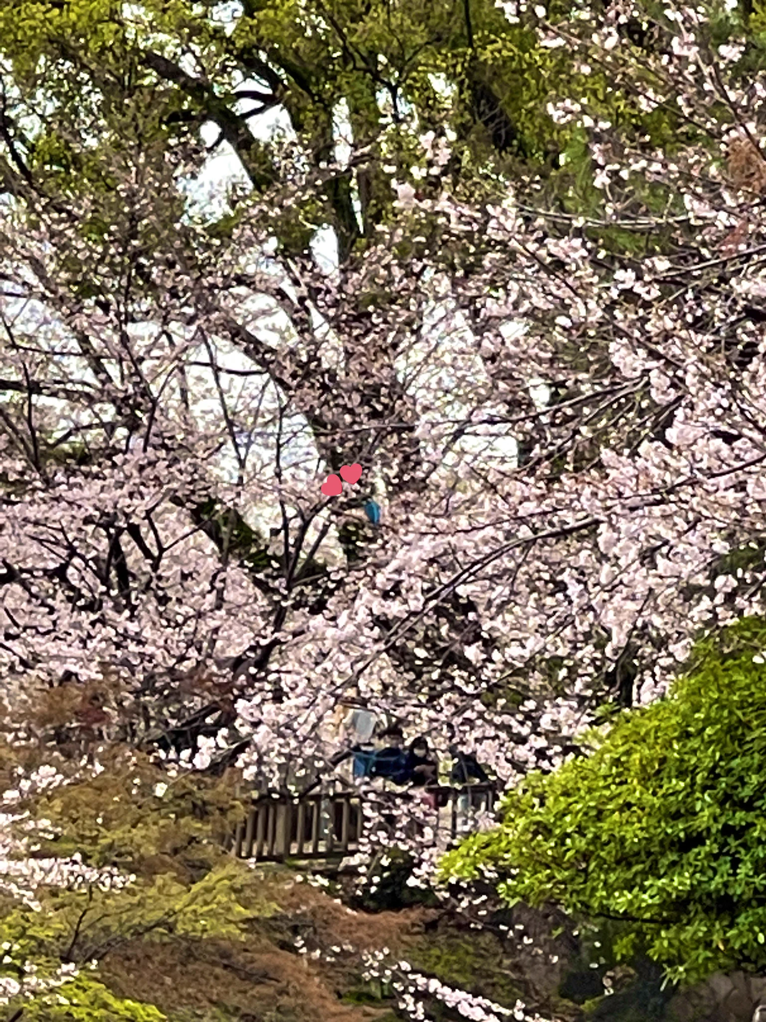 氏神様をはじめ、縁のある神社仏閣や旅行先とかは札💴入れるようにしてます！！
初詣は万札やで⛩
(｀・ω・´)ｷﾘｯ
そしたらカワセミに会えたし、いいことあったよ☺️
札入れよう！！💸💸💸  