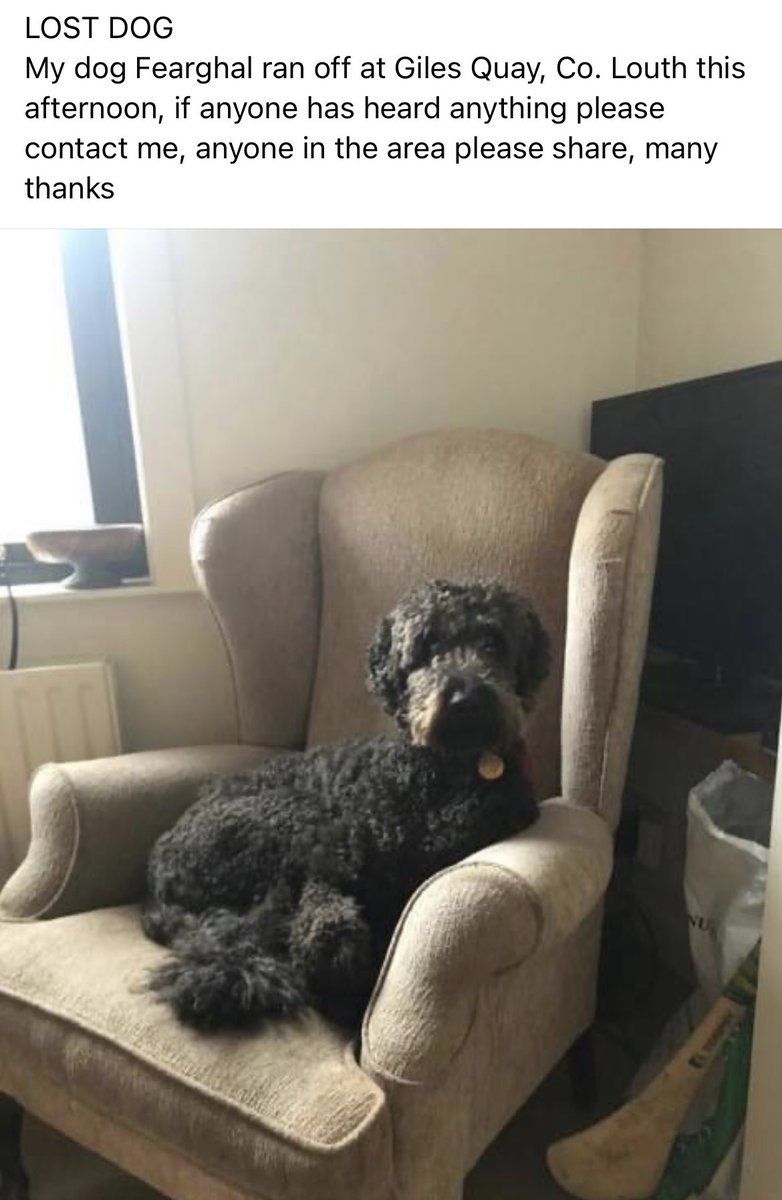 megan_fearon's tweet photo. My friends beautiful dog is missing in the #Omeath area. Please keep an eye out and share #lostdog #louth https://t.co/P1vpFC6uZ7