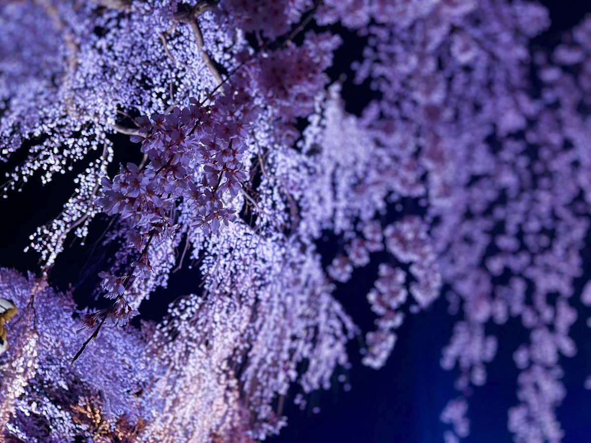 桜めちゃ綺麗だった