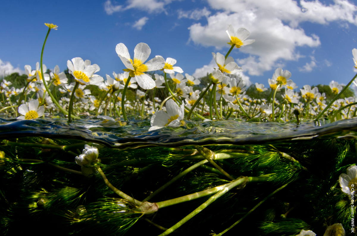 Freshwater habitats are the lifeblood of our wild isles – but our rivers & wetlands are dying. Today no river in England has a clean bill of health.  The #PeoplesPlanForNature calls for everyone to have a legal right to clean water. Add your voice. 👉 fal.cn/3x5A0