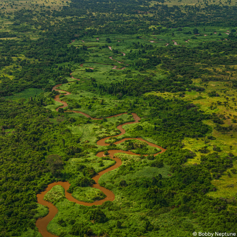 gorillacd's tweet photo. Avec les rivières Rutshuru et Ishasha, la #rivière sinueuse de Rwindi constitue la base des #marécages et des prairies au sud du lac Édouard, l'habitat d'une grande variété d'animaux aquatiques, tels que les oiseaux d'eau, les #hippopotames et les #crocodiles.⁠