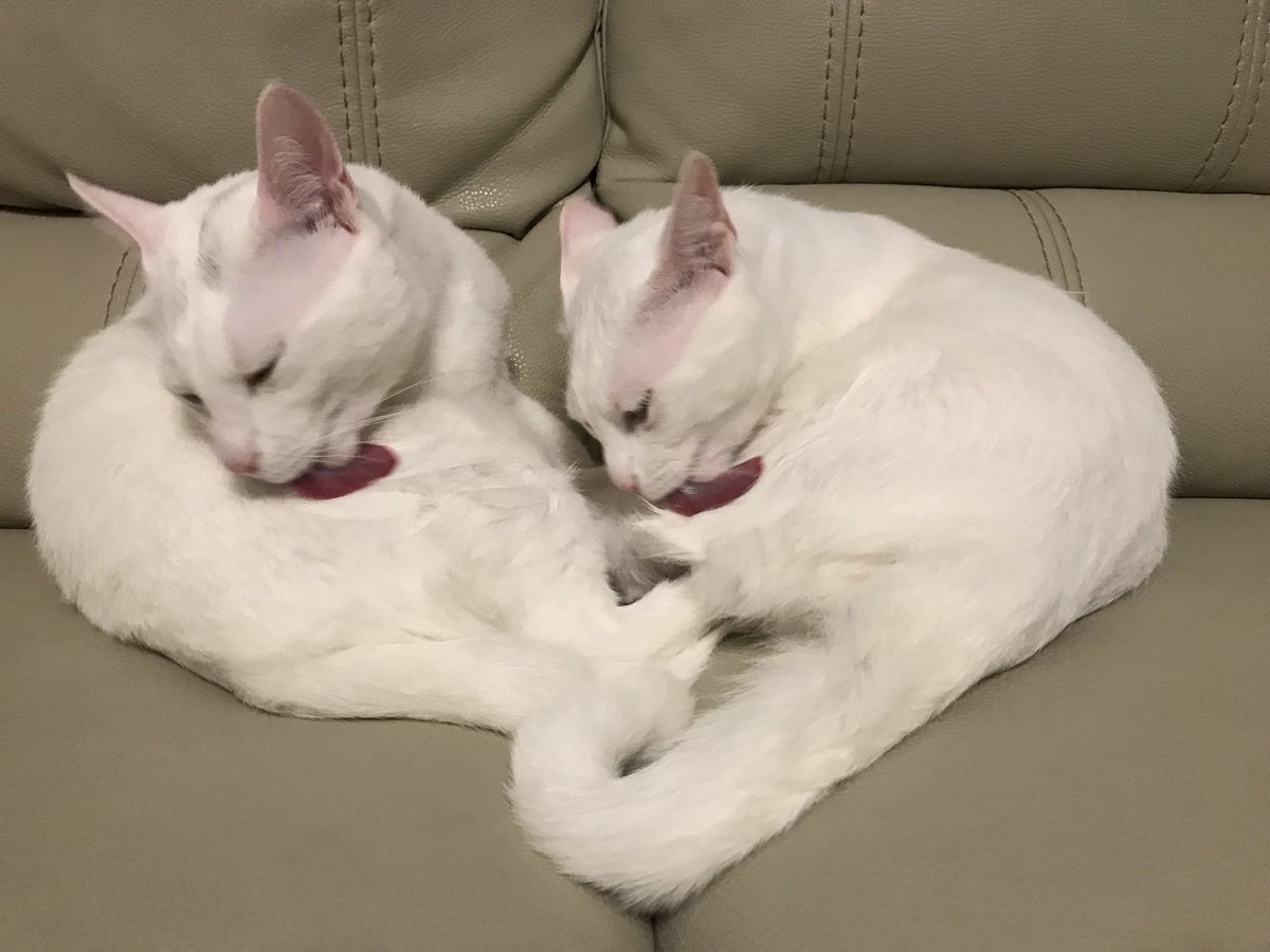 keung0501's tweet photo. Daily #cat https://t.co/VaPz1UmdTJ