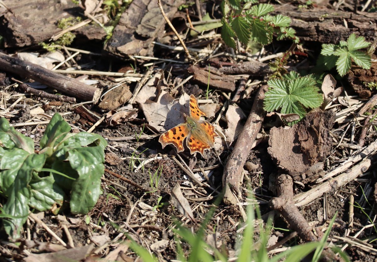 Prof Colin Talbot tweet media