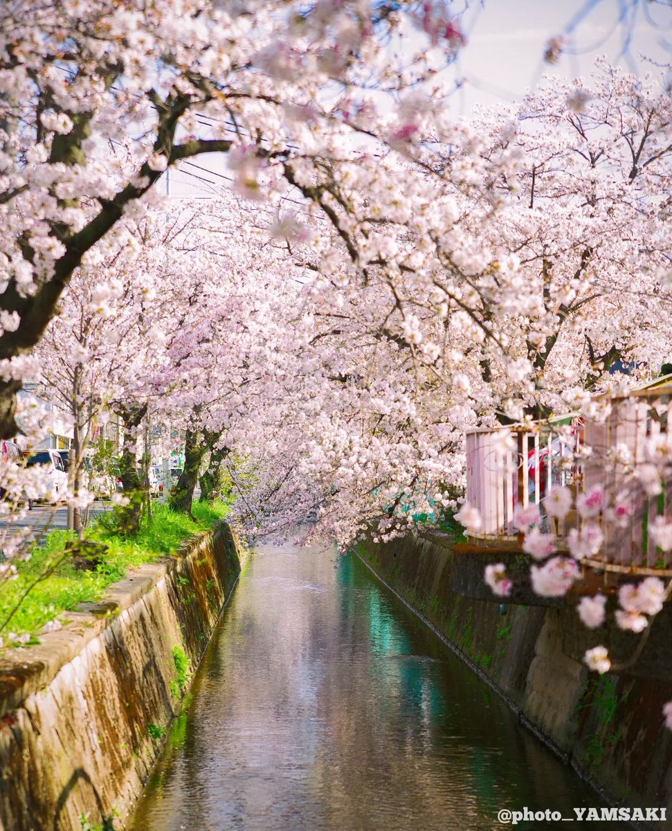 Yuusuke56's tweet photo. 近くに流れてる玉串川を撮ってみました。

撮影地：玉串川並木
Location：Osaka Japan🗾
カメラ：PENTAX K-1markⅡ

#桜
#sakura
#cherryblossom
#PENTAX
#ペンタ党
#japan
#Osaka https://t.co/YxfcZHCrYK