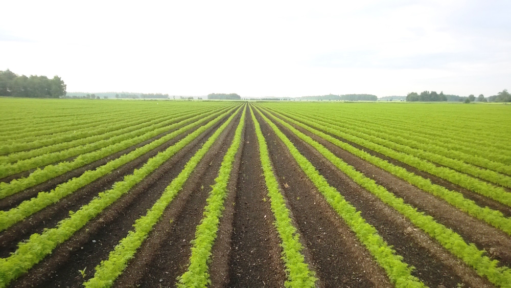 🌱Luken ja <a href="/AgriHubi/">AgriHubi</a>’n Puhetta puutarhasta ja taloudesta -podcast-sarjassa on ilmestynyt kaksi uutta osaa. Niissä keskustellaan mm. puutarha-alan kehityksestä sekä avomaan puutarhatuotannon kannattavuudesta. Koko sarja on kuunneltavissa täällä: ▶️soundcloud.com/luonnonvarakes… #puutarha