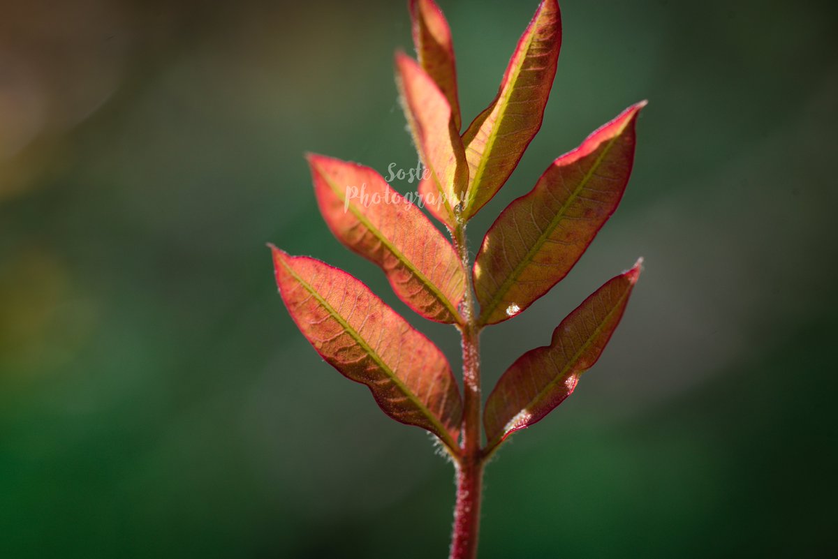 NUEVOS BROTES, NUEVOS FRACTALES
Objeto: Hoja de Rhus Copallina (nervios de la hoja)
Patrón: Ramificación/Figuras de Lichtenberg. 
Dónde + encontrarlo: En árboles, arbustos, plantas...
#fractal #naturaleza #artefractal #DM2 #formacióndocente #cáceres @_aranglez <a href="/rroman_galan/">Román Román Galán</a> <a href="/unex/">UNEX Manufacturing</a>