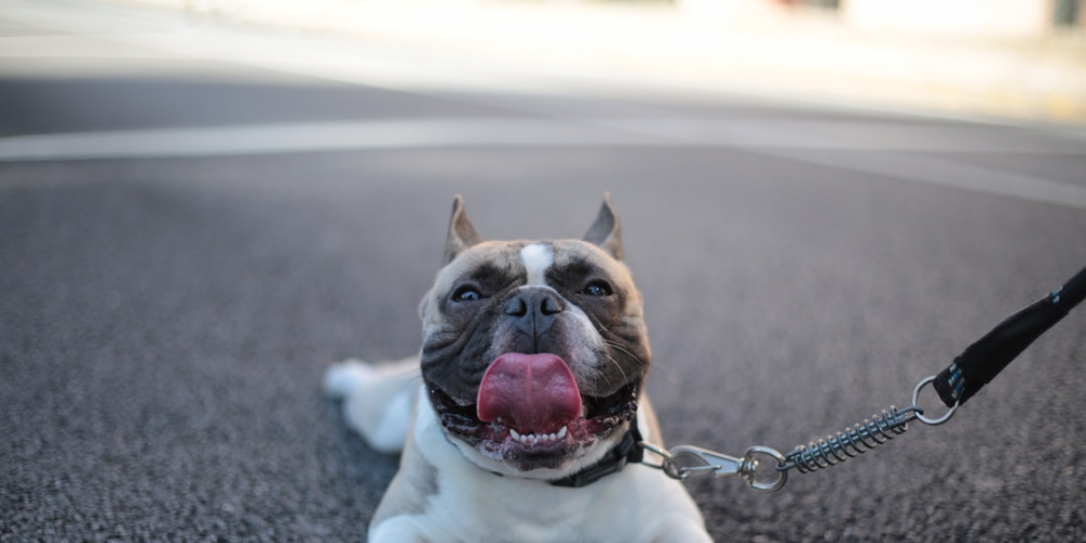 petroutine_usa's tweet photo. How pretty is that? 
https://t.co/TlIKidtwld
#dog #pet #animal https://t.co/x20U4FJQF6