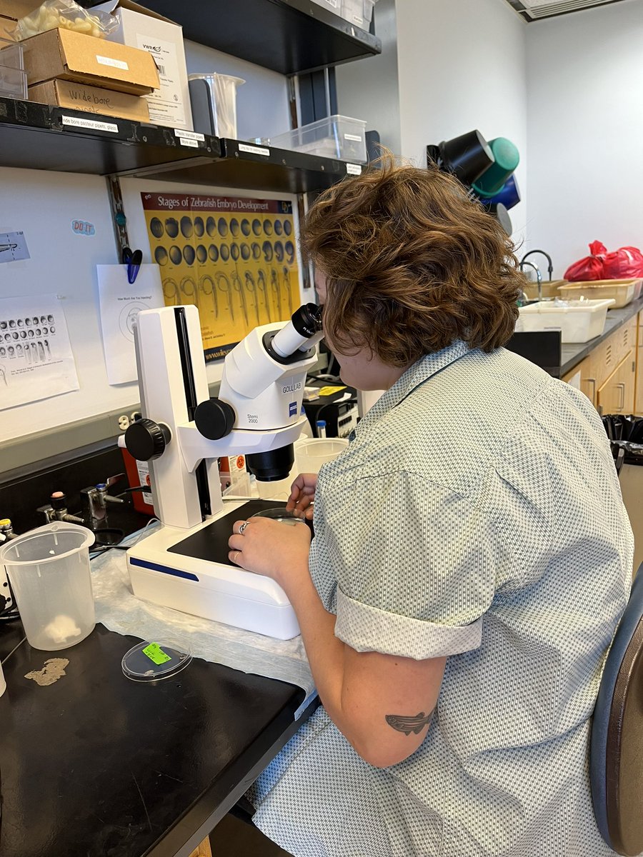 Just a day in the life of an #ARCS scholar! I research how DNA packaging called chromatin is regulated in early vertebrate development using zebrafish as a model 🦓🐟 <a href="/ARCS_Atlanta/">ARCS - Atlanta</a>