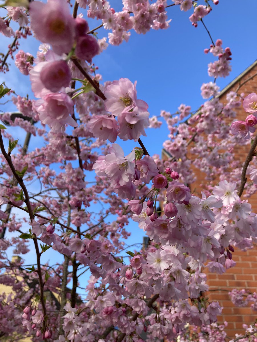 Rebecca Watson tweet media