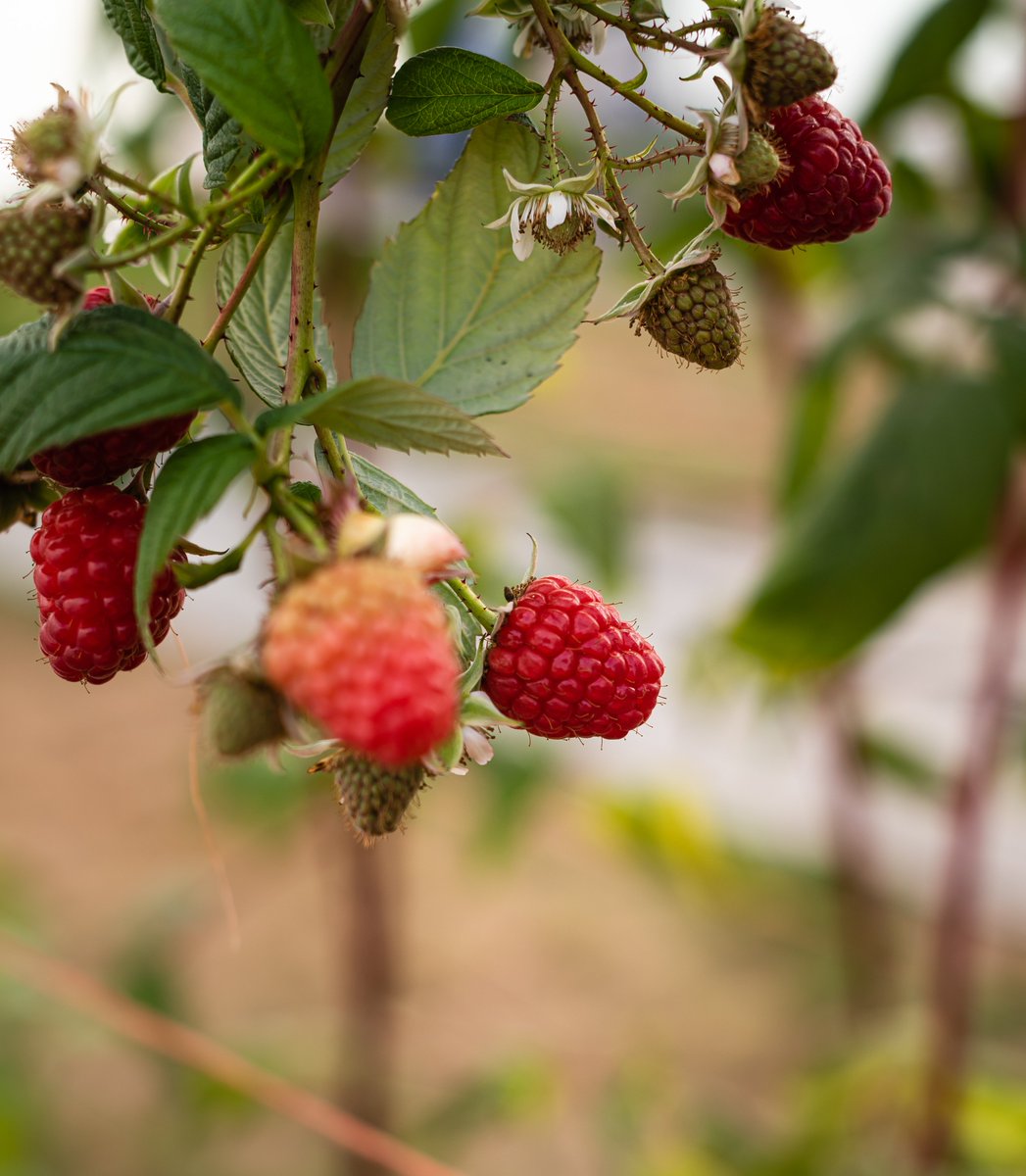 globalplantgen's tweet photo. Look at this beautiful #raspberry!
#Skye is a mid-late autumn, #primocane raspberry, highly #productive and with high potential to double #cropwith exceptional #fruit #quality.
It has a great size, shape & flavour.
We’ve recently updated our brochures-
https://t.co/NMJ0Kk1urO https://t.co/IJYmw7O4JB
