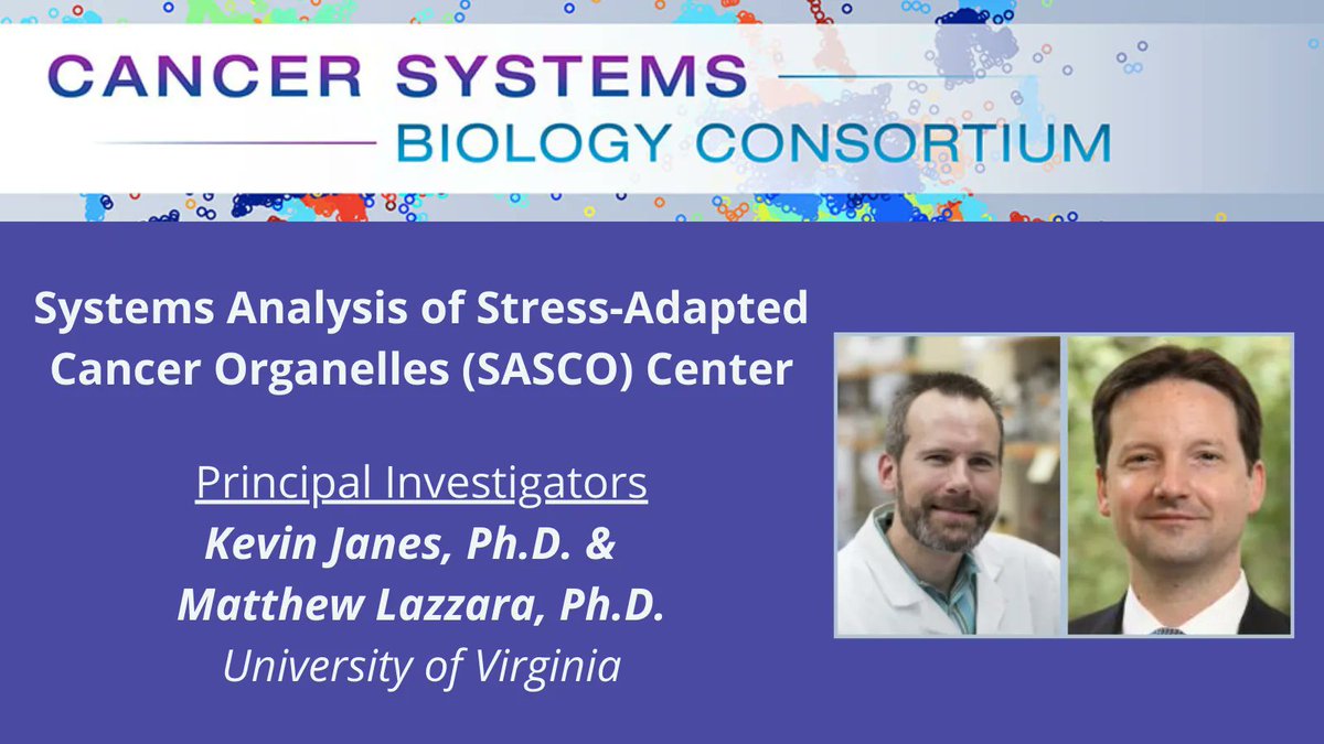 Using #systemsapproaches, @janeslab, @LazzaraLab, et al. @SascoVirginia #NCICSBC are investigating subcellular adaptations that take place to subvert stresses that occur in response to cancer-causing #mutations. cancer.gov/about-nci/orga…