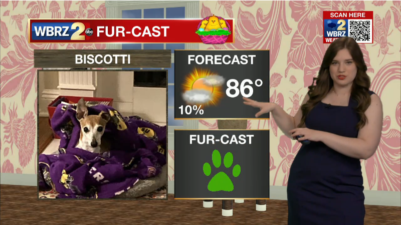 marisanuzzowx's tweet photo. Green paws as we welcome home the lady tigers with the NATTY! Thanks, Biscotti! 
Fur-cast video forecast: https://t.co/zXKSCWHvzW https://t.co/ZnXcY3RRBc