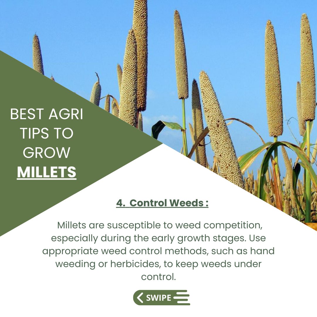 AgriConnectInc's tweet photo. #millets #agritips #farmingtips #soilhealth #cropmanagement #pestcontrol #droughtresistance #sustainability #healthyfood #nutrition #farmingcommunity #agriculture #farmlife #harvest   #superfoods #healthyfood #india https://t.co/TiXwwMPP7i
