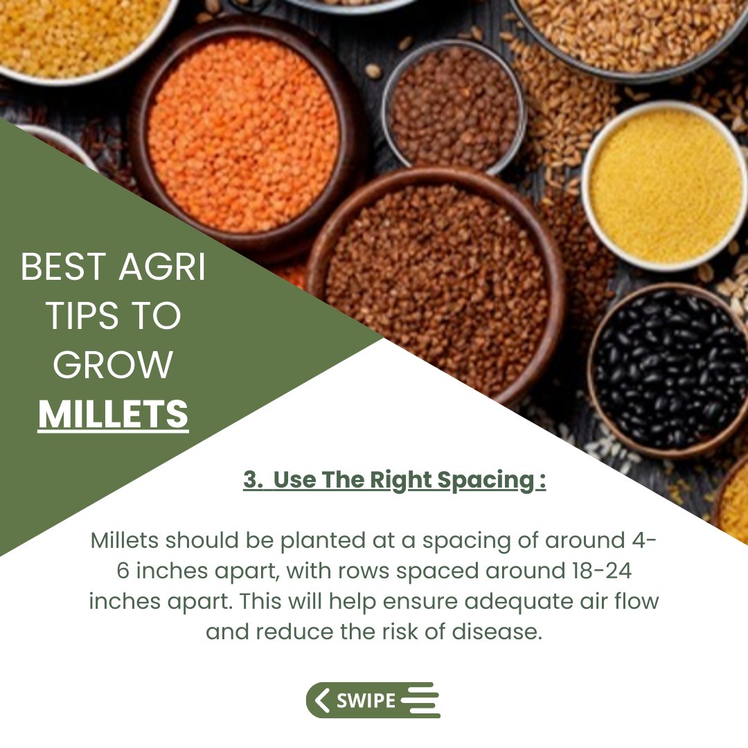 AgriConnectInc's tweet photo. #millets #agritips #farmingtips #soilhealth #cropmanagement #pestcontrol #droughtresistance #sustainability #healthyfood #nutrition #farmingcommunity #agriculture #farmlife #harvest   #superfoods #healthyfood #india https://t.co/TiXwwMPP7i