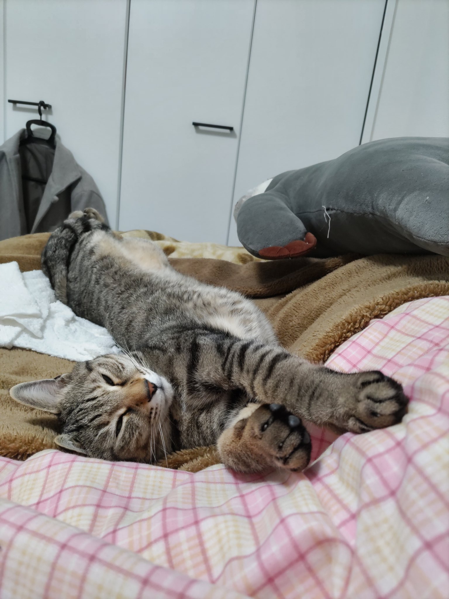 キジトラミケページ Repeat After Me👩‍🏫／📚ねこ図鑑🐱No.006