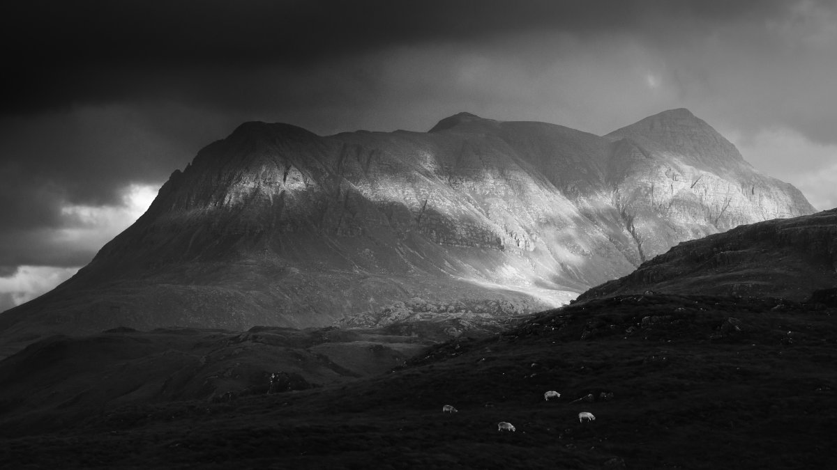 Four sheep, Cul Mor from Aird of Coigach #WesterRoss #Scotland #Highlands damianshields.com