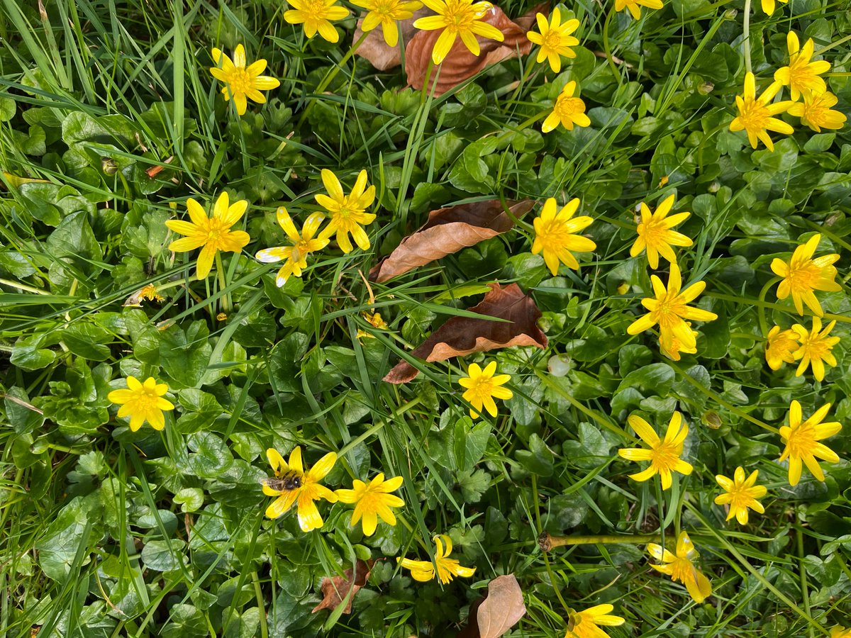 kjsomerset's tweet photo. Nice to spend 20mins low down in the garden meadow to see what’s coming up in its third year - thanks to @NTGates for the prompt!  We’ve got (I think) Lesser Celandine, Primrose, (Field?) Scabious, and Ox-eye Daisy… https://t.co/O2Ezy4d94E