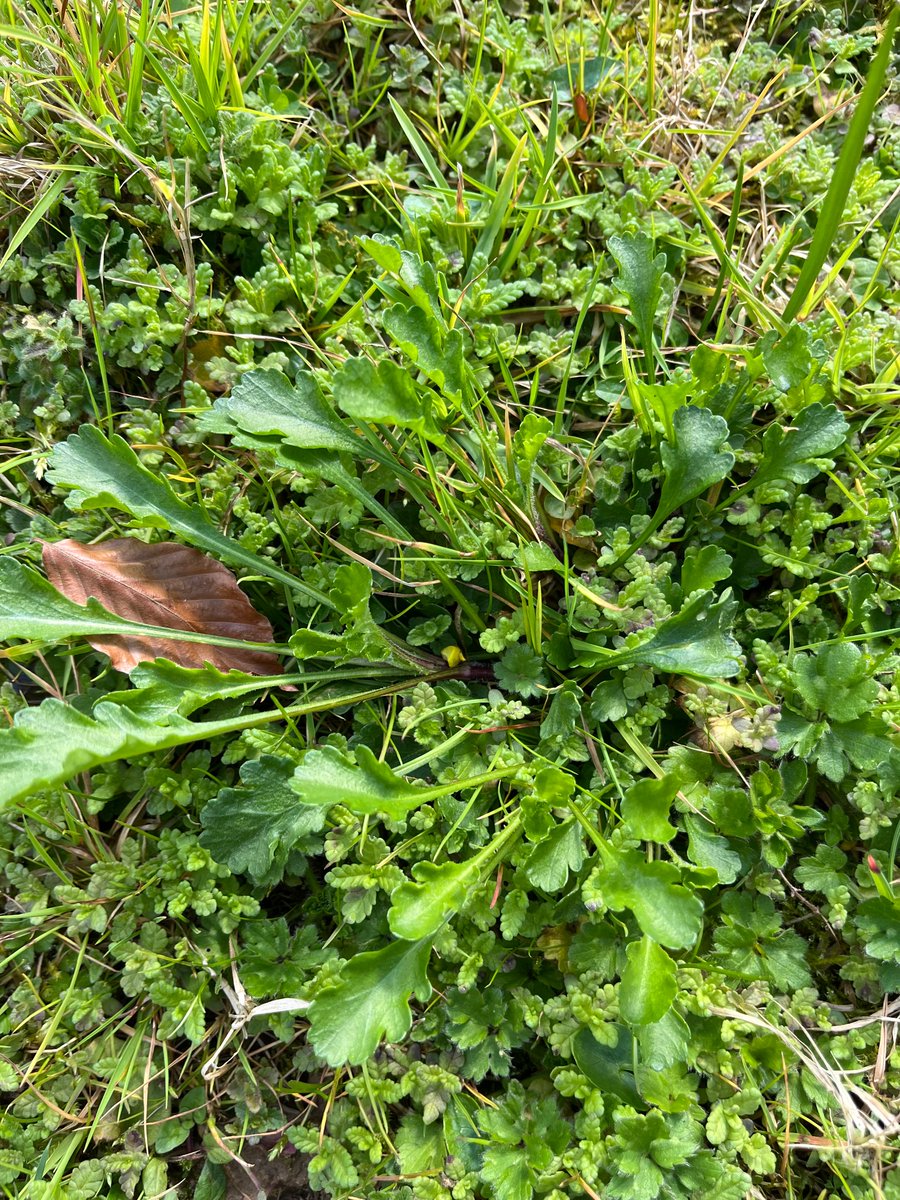 kjsomerset's tweet photo. Nice to spend 20mins low down in the garden meadow to see what’s coming up in its third year - thanks to @NTGates for the prompt!  We’ve got (I think) Lesser Celandine, Primrose, (Field?) Scabious, and Ox-eye Daisy… https://t.co/O2Ezy4d94E
