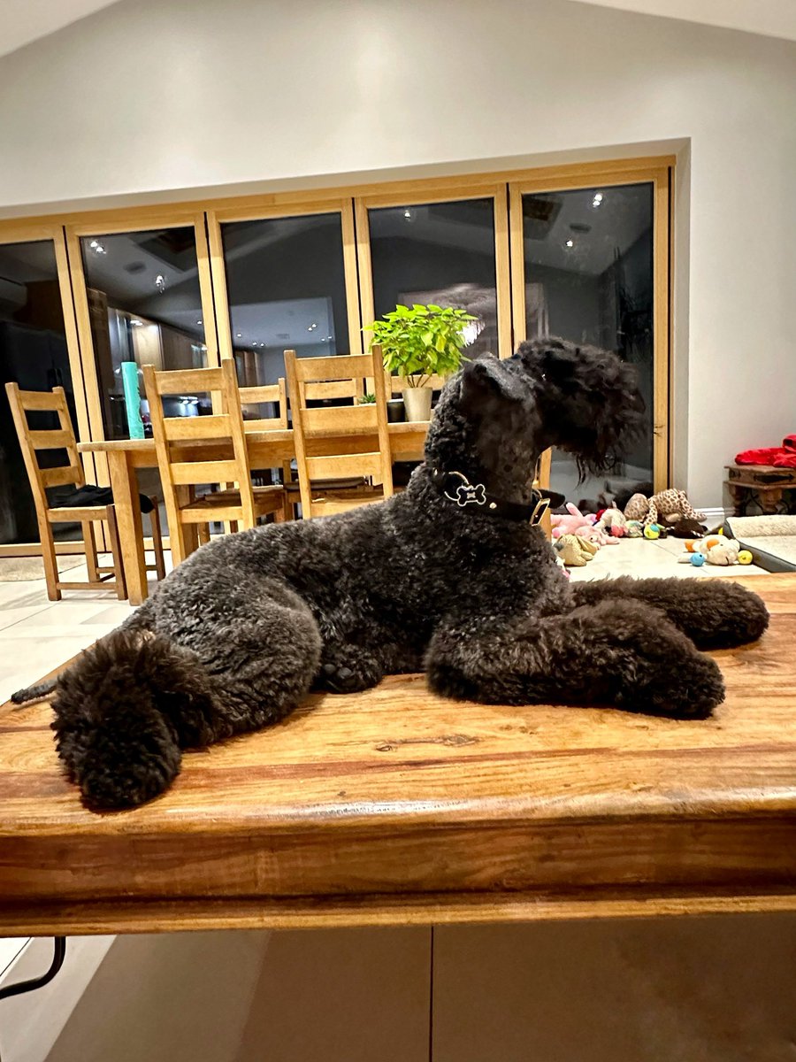 ChesterKBT's tweet photo. @WKCDOGS Hope you have one for Kerry Blue Terriers! https://t.co/5Pl3IWb3GP