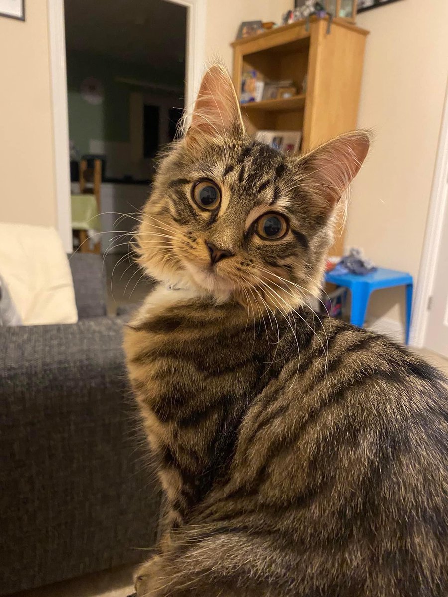 HeyAl49's tweet image. Missing cat. Nala is only 6 months old, a very friendly kitten and is microchipped. Please can I ask everyone to keep an eye out for her and check sheds. Been missing since around 8pm last night (02/04/2023). Missing from Saxon Meadows.