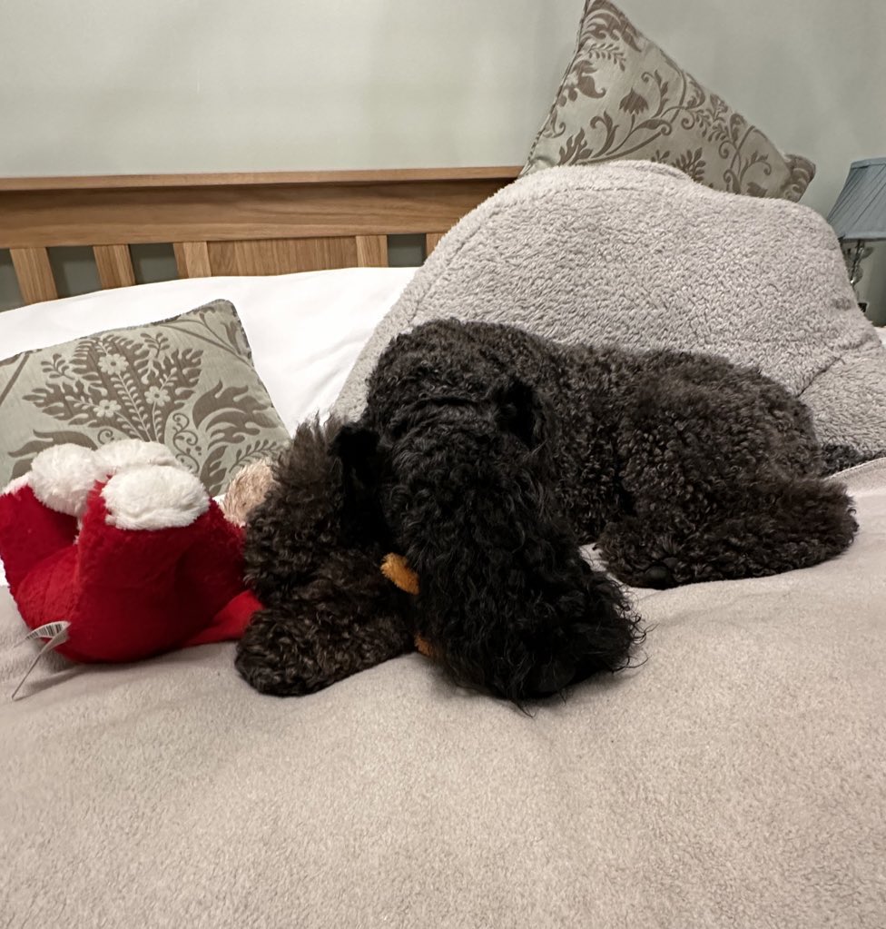ChesterKBT's tweet photo. @_B___S Yup says the Pup! &amp; with cuddly toys! https://t.co/A99K9nNrBL