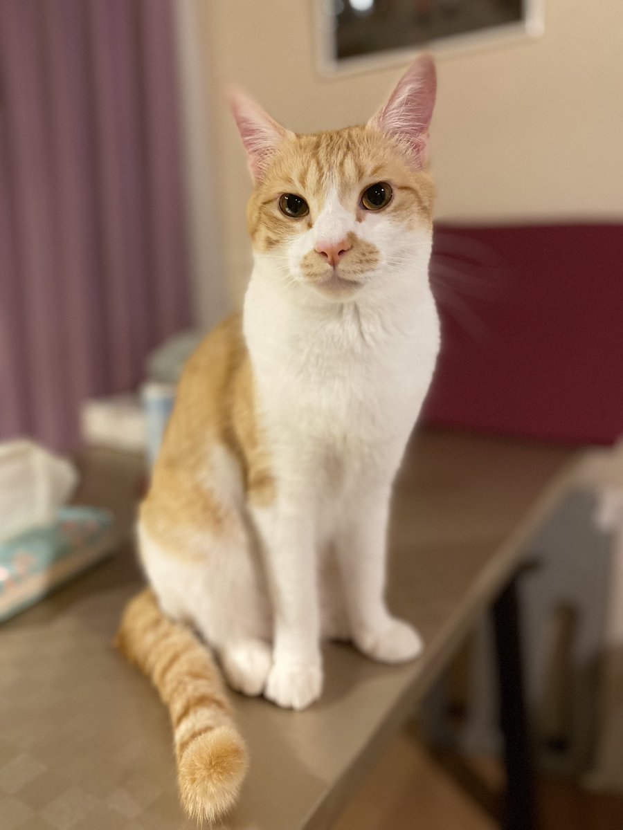 半強制的にではなく、強制的におしつけられて飼うことになったベンケーシー。
軽い気持ちで「茶トラが欲しい😍」とか言ってたせいで、4匹の猫飼いに。

こんな犬みたいな猫見たことないってくらい、ウザい(笑)

可愛い🤣😍 