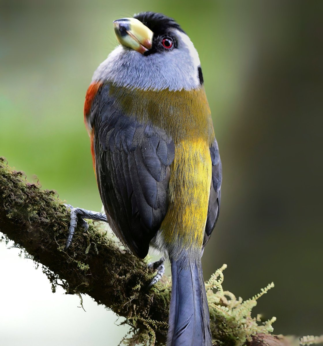 piculetbirding's tweet photo. El Descanso, close to Cali, is The Best place to observe and photograph the near endemic Toucan Barbet (Semnornis ramphastinus).   This stocky bird  has a cooperative breeding system, which makes it an interesting species to observe.#birdscolombia #piculetbirding #birds #birding https://t.co/ZvrWh1n5ou