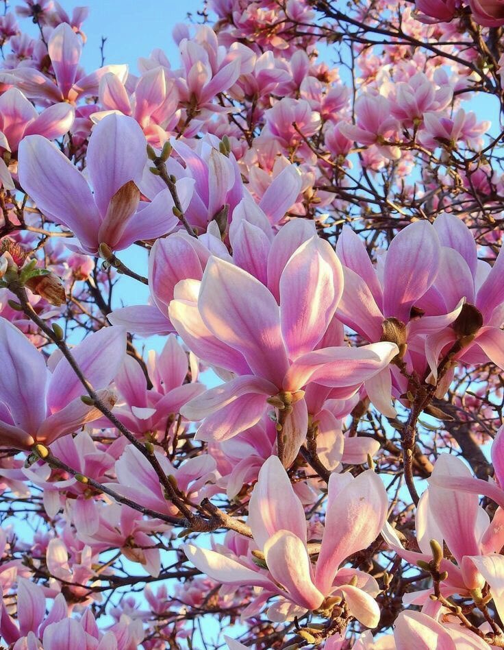 Saray Manolyası❤️