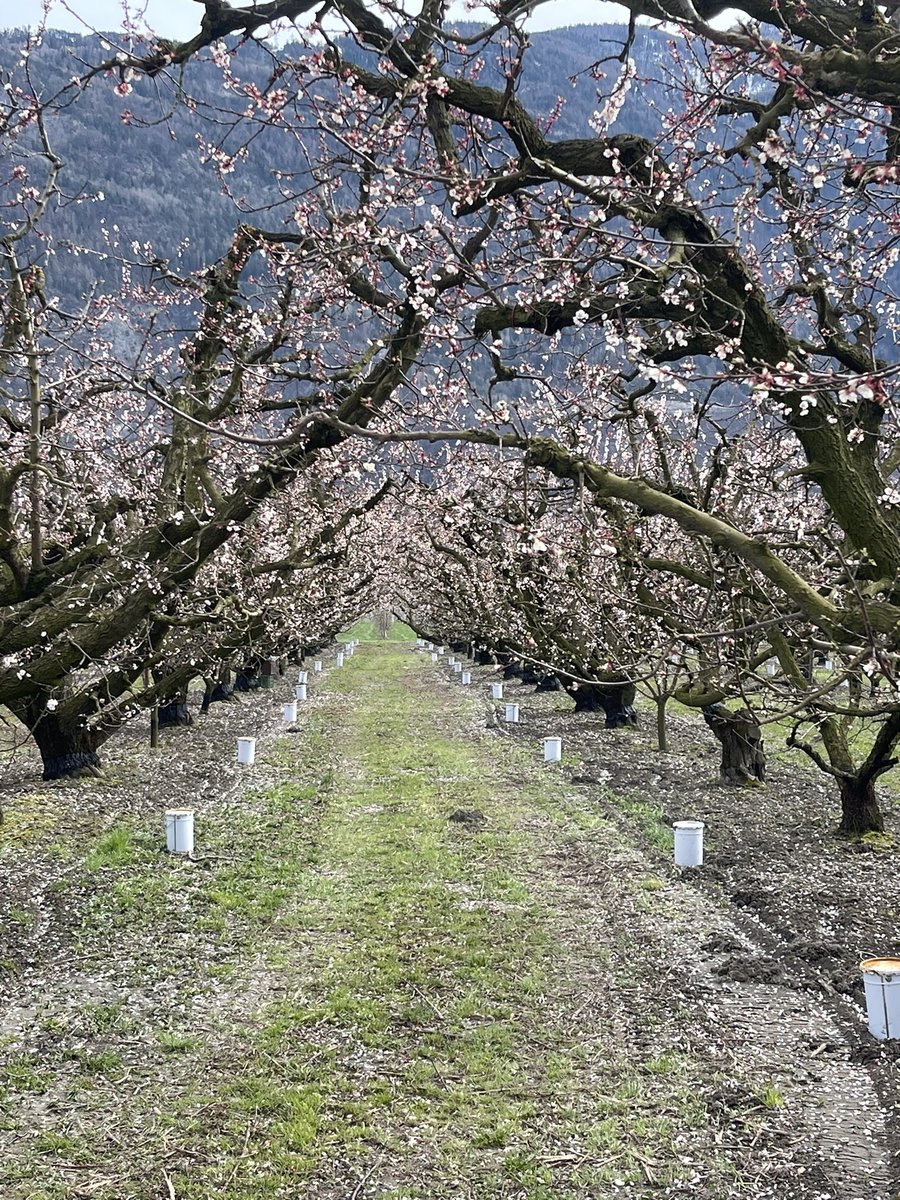 La beauté des abricotiers en fleurs sur le coteau valaisan #lundifleuri