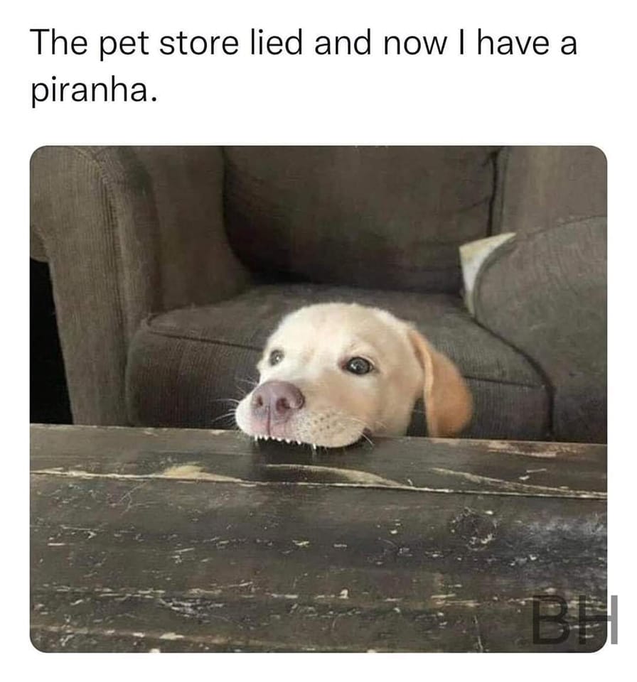 WholesomeMemes tweet media