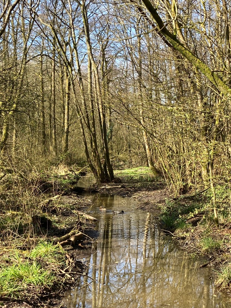 Spring definitely springing. Small tortie butterfly in the garden , chiff chaffs singing and the birds breaking off old twigs for nesting ☀️☀️
