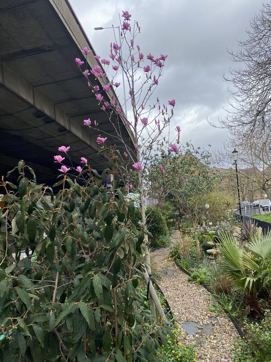 Hope Gardens is a small urban patch under the busy A40 Westway which has been lovingly transformed into a beautiful sanctuary by a team of volunteer gardeners to support the community affected by #Grenfell.   #CommunityGardenWeek