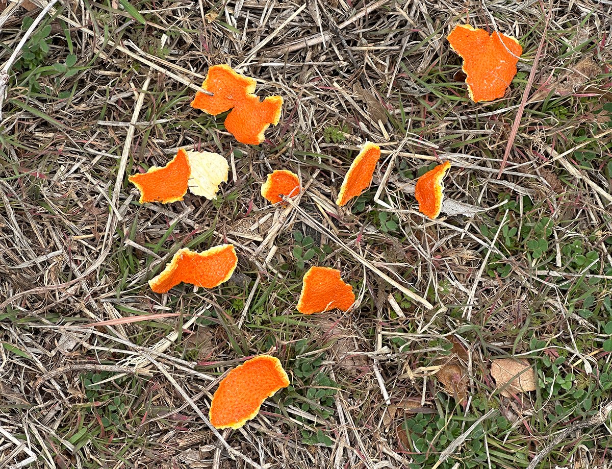 FriendsWichitas's tweet photo. Orange peels, pistachio shells, banana peels - don’t think that because they biodegrade it’s okay to toss them on the ground. It violates the 3rd Principle of the Leave No Trace ethic: Dispose of Waste Properly. So, if you Pack it In then Pack it Out. Period.📷 Cindy McIntyre https://t.co/cMK4mweBKQ