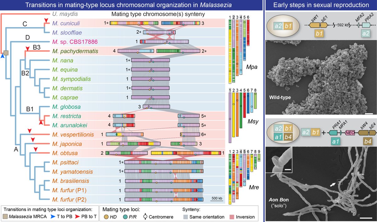 Heitman lab at Duke (@dukeheitman) on Twitter photo Excited to share our new preprint on transitions in mating-type locus chromosomal organization in Malassezia and early steps in sexual reproduction biorxiv.org/content/10.110…. Kudos to @MarcoACoelho1, <a href="/giuseppe_ianiri/">Giuseppe Ianiri</a> and @MrciaDavidPalm1, and all authors, for their contributions. Excited to share our new preprint on transitions in mating-type locus chromosomal organization in Malassezia and early steps in sexual reproduction biorxiv.org/content/10.110…. Kudos to @MarcoACoelho1, <a href="/giuseppe_ianiri/">Giuseppe Ianiri</a> and @MrciaDavidPalm1, and all authors, for their contributions.