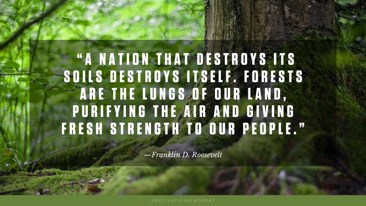 TXForestService's tweet photo. 🌳 “A nation that destroys its soils destroys itself. Forests are the lungs of our land, purifying the air and giving fresh strength to our people.” – Franklin D. Roosevelt #MotivationalMonday https://t.co/YmvaKj7prD