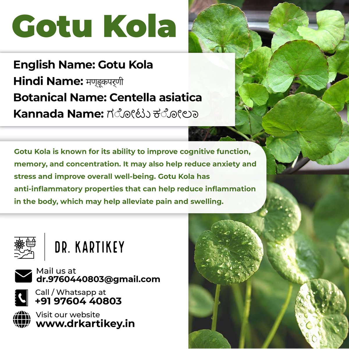 drkartikey's tweet photo. Gotu Kola
#drkartikeytyagi #GotuKola #benefits #haridwar #dehradun #food #everydaynutrition #bloating #antiinflammatorydiet #plantfoods #ayurvedalifestyle #ayurveda #healthylifestyl #drkartikeytyagi #bupleurum #benefits #haridwar #dehradun #food #everydaynutrition #bloating https://t.co/SUMVIHG8vL