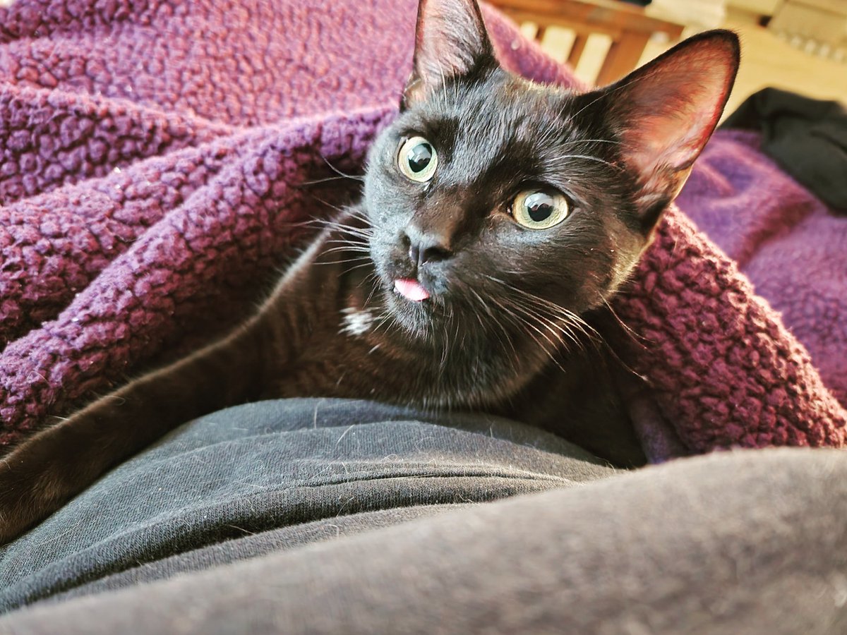 callmelala_4's tweet photo. This is Raven and she's the cutest little girl 🥰 https://t.co/17FN3BhH5g