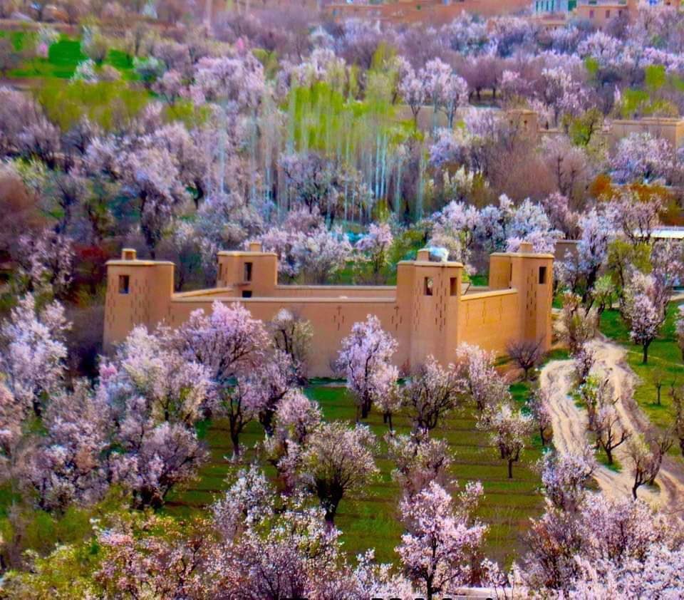 دا زمونگ لیلا وطن.