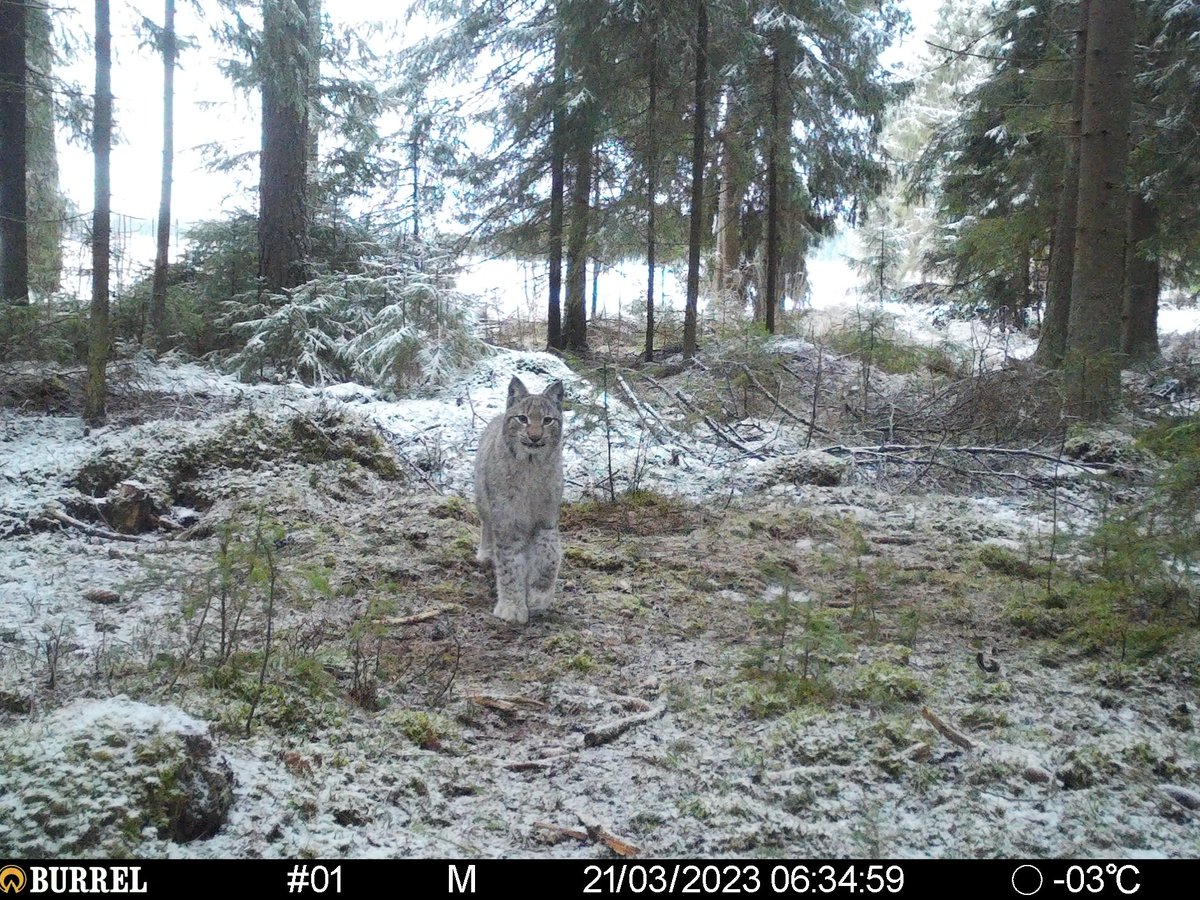 francescamalca3's tweet photo. Such a great lynx selfie🐱🐾 in one of my camera traps set up for studying forest corridors in Kanta-Häme! 🌲🌲🌲
#wildlife #borealforest #lynx 
@LammiStation @helsinkiuni https://t.co/tZqvp2F6lJ
