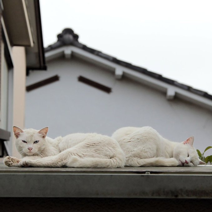 屋根の上に２匹の白ねこさんが居ました。１匹はぐっすり寝ています。「その間、オイラが見張ってるからな」#ねこ #猫 #ねこ