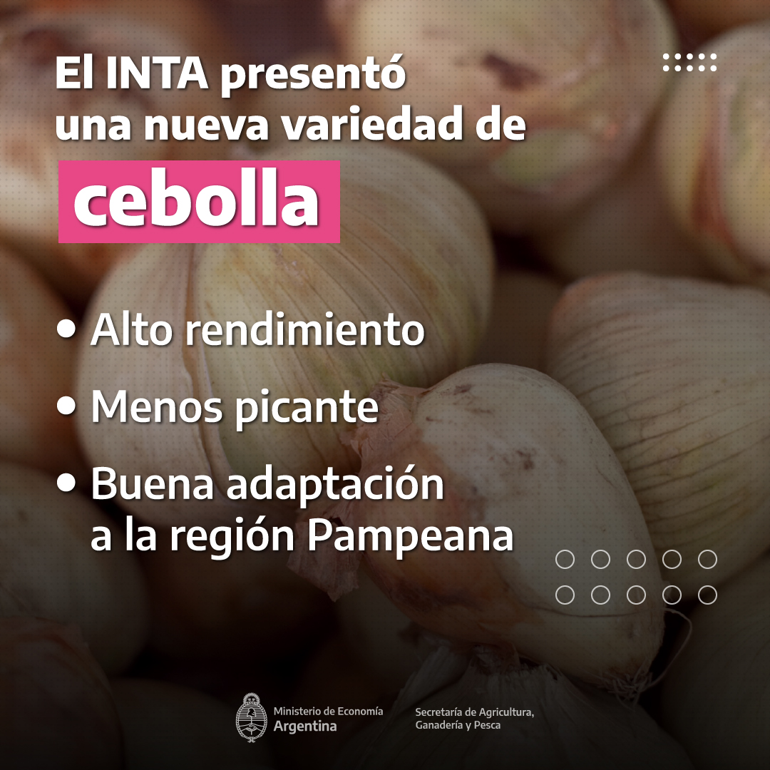 El equipo de investigación del <a href="/INTASanPedro/">INTA San Pedro</a>  desarrolló una nueva variedad de cebolla que se caracteriza por su alto rendimiento.

Las semillas ya están disponibles para que los productores puedan evaluar su calidad productiva.