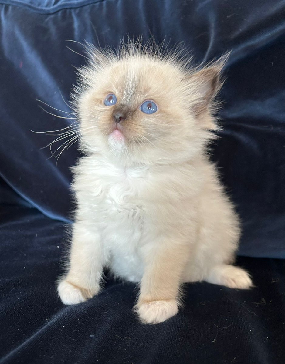 Spent the morning with this bundle of delight. What name do you think would suit this cheeky little kitty? #kittens #cuteoverload