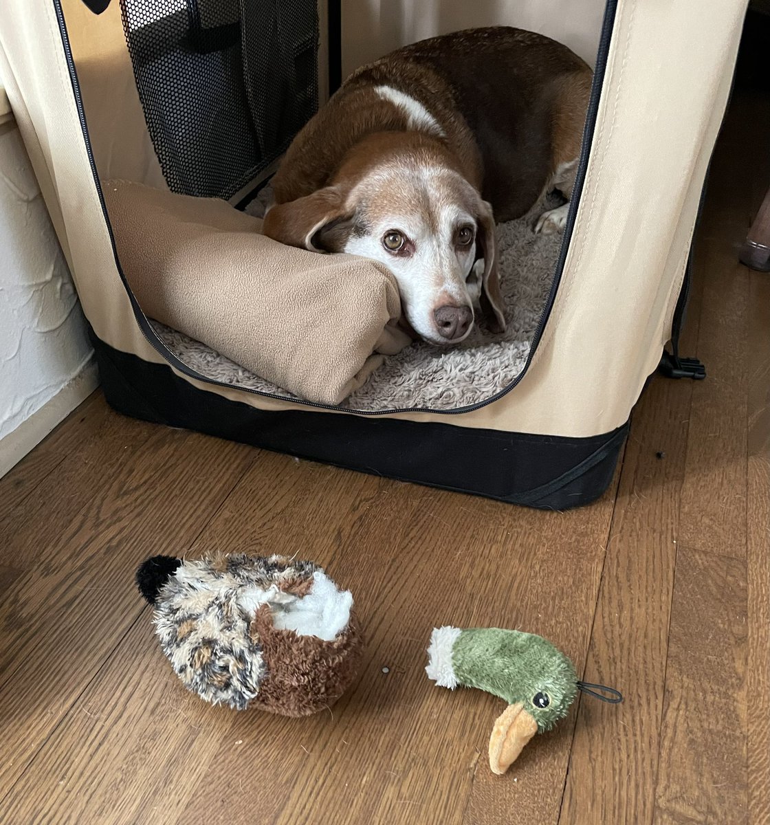 MatthewMPolka's tweet photo. #AndyBeagle seemed so friendly and innocent, but in his heart he is nothing more than a #KillerDog… #Beagle #Beagles #BeagleProblems @beaglefacts https://t.co/JbMboS5PWa