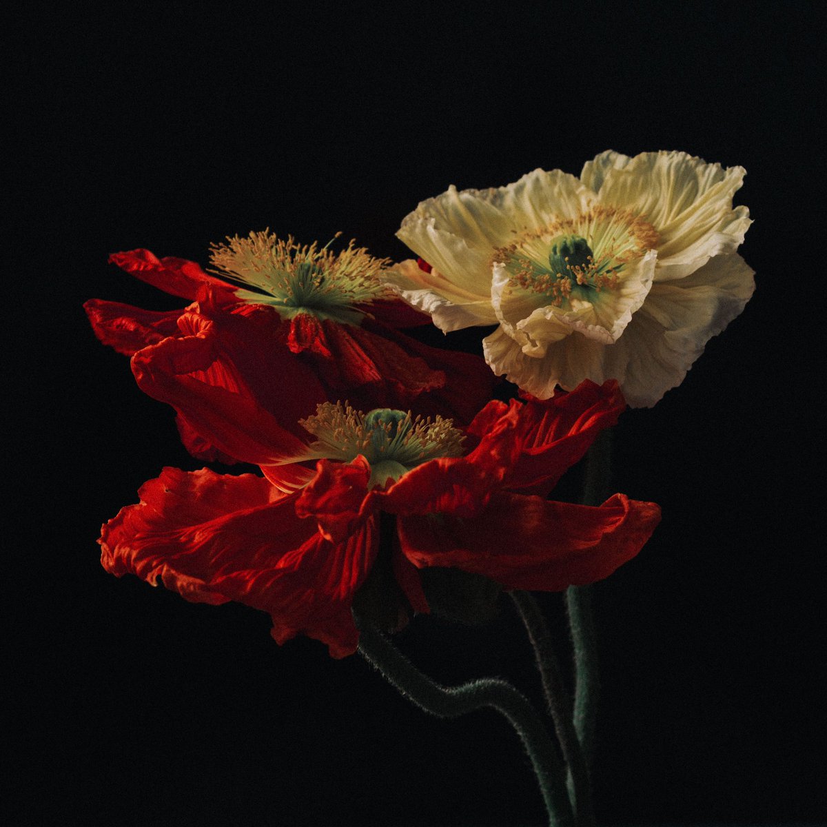 Photos I took of poppies