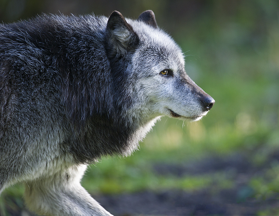 HourlyWolves presents: