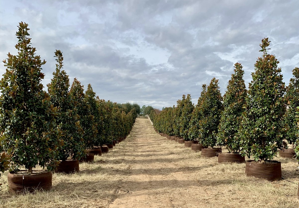 RootPouch's tweet image. Growing Specimen Trees?
 
Root Pouch being the actual manufacturer of the bags, there is no limit to what we can do.
We've got you covered from a 1-gallon to a 700-gallon replacement for a wooden box.
 
Contact us for your needs: info@rootpouch.com 503-439-0306