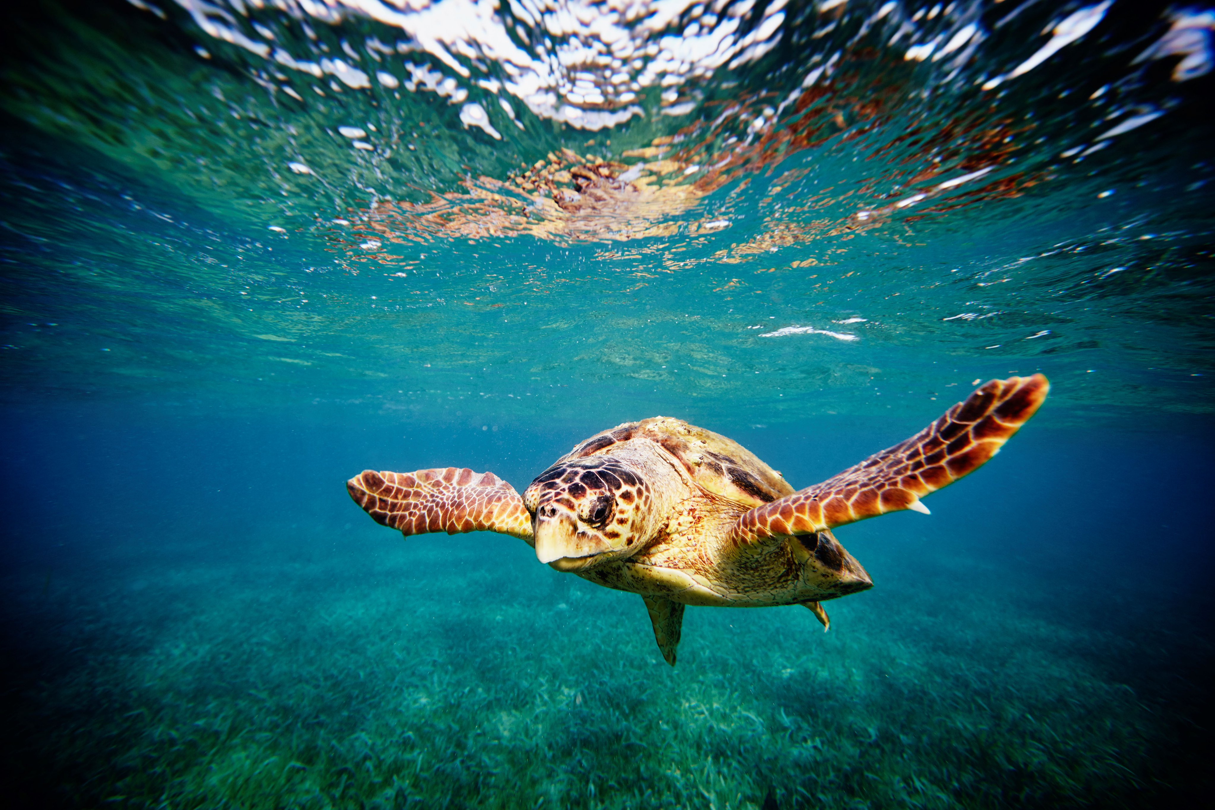 National Wildlife Federation (NWF) / Twitter