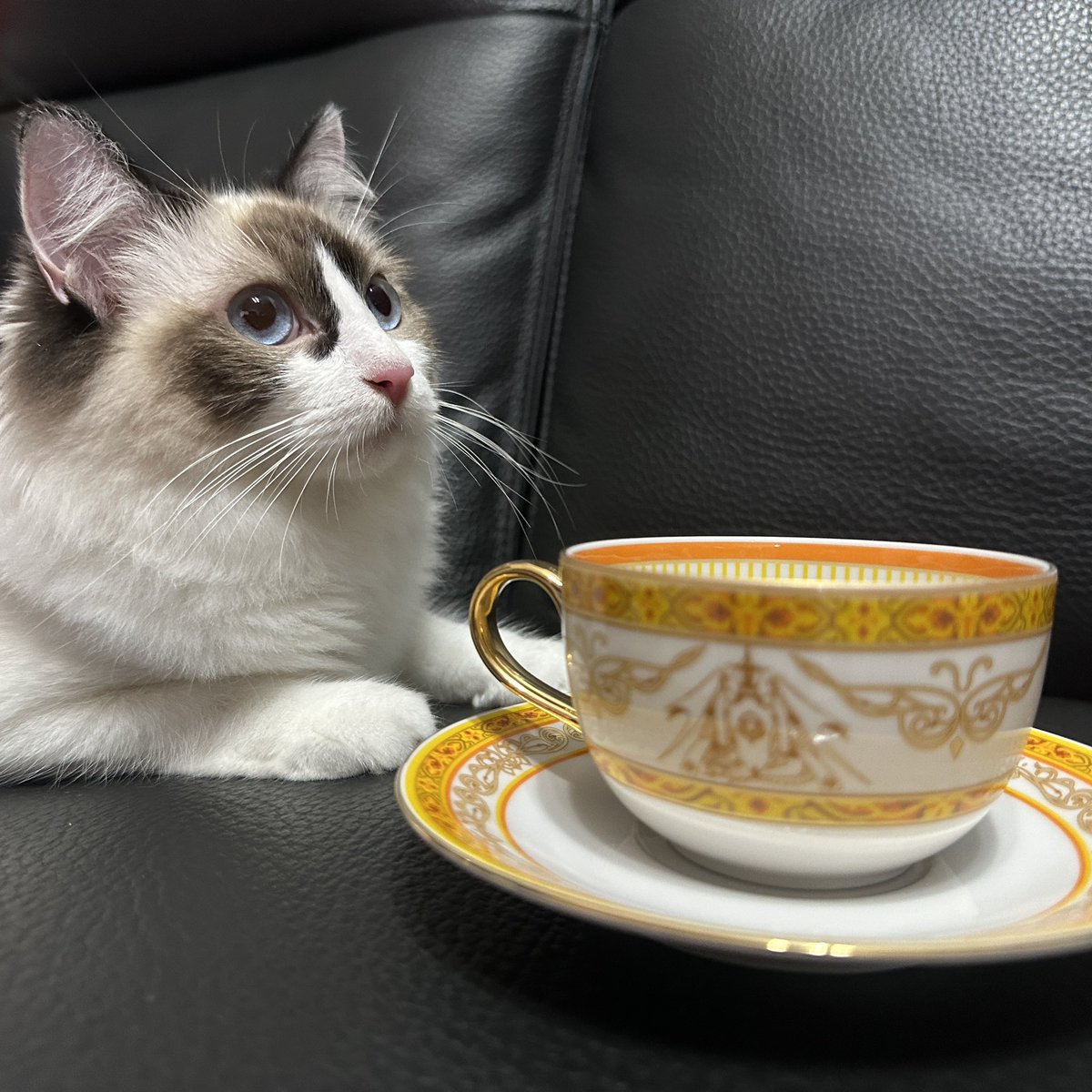 My tea set finally arrived! It's fun taking pics with my model XD 