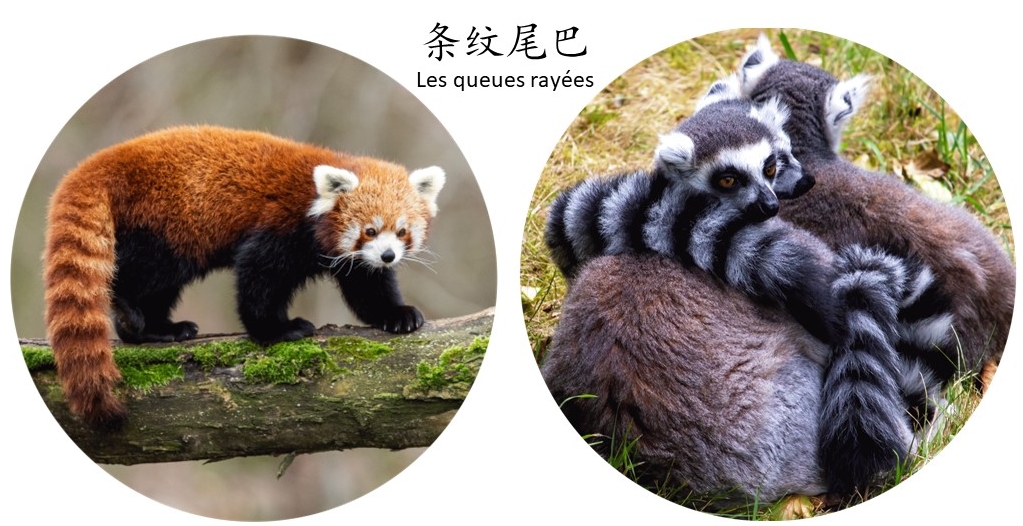 Sandie_Robb's tweet photo. Learn about #ringtailedlemur &amp; #redpanda at #philately event 'Stripy Tails' at ASPS Congress 14 &amp; 15 Apr details at https://t.co/6kjY2XBesl #stamps #stampcollecting #Languages #LanguageLearning #Mandarin #French @rzss @RZSSlearning @ASPS_Philately #ASPS_StampIT #BeyondthePanda https://t.co/MBWTv9eyYI
